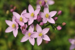 Centaury