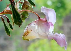 Impatiens