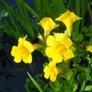 Mimulus-300x300