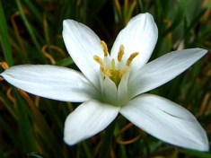 Star Of Bethlehem