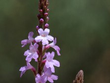 Vervain