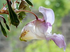 Impatiens