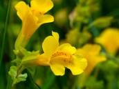 Mimulus