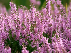 Heather