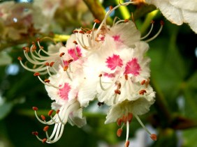 White Chestnut