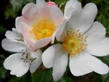 Wild Rose