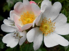Wild Rose